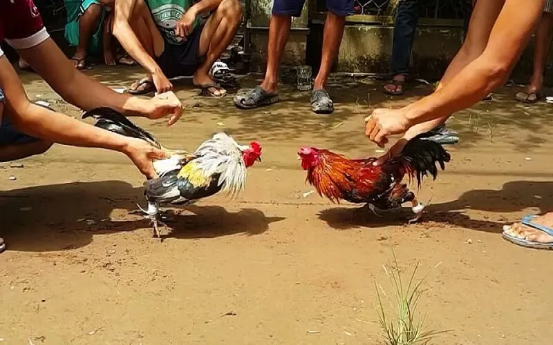 Không rõ luật chơi là nguyên nhân thua cuộc Không rõ luật chơi là nguyên nhân thua cuộc