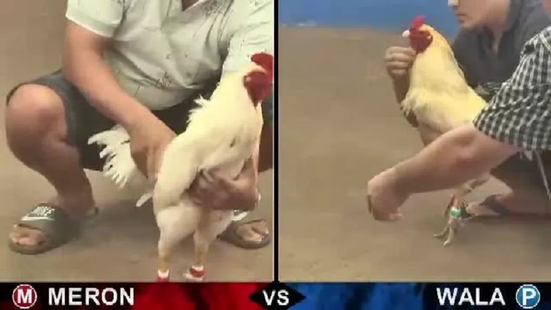 Lý do chơi đá gà qua mạng luôn thua Lý do chơi đá gà qua mạng luôn thua